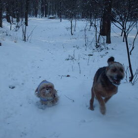 Hondenfoto van liesbeth,Turbo,Luna, Levi en Faith