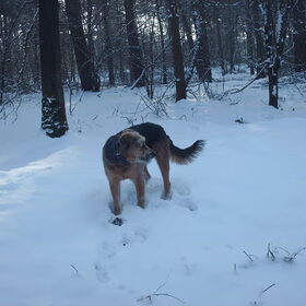 Hondenfoto van liesbeth,Turbo,Luna, Levi en Faith