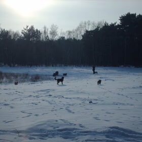 Hondenfoto van liesbeth,Turbo,Luna, Levi en Faith