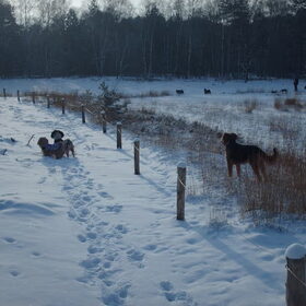 Hondenfoto van liesbeth,Turbo,Luna, Levi en Faith