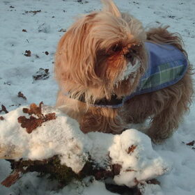 Hondenfoto van liesbeth,Turbo,Luna, Levi en Faith