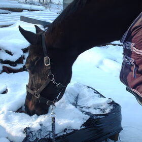 mijn paard vind de sneeuw ook geweldig.