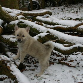 leuk hoor lekker spelen in de sneeuw