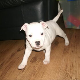 Hondenfoto van mamaloes darius dilaylah en de pups! 
