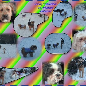 Hondenfoto van liesbeth,Turbo,Luna, Levi en Faith