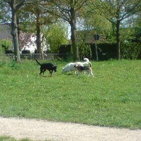 Baco lekker spelen op een veldje in de buurt