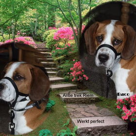 Baco's nieuw antie trek tuigje!!