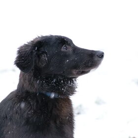 Diva in de sneeuw