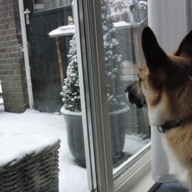 sneeuw! dat heb ik nog nooit gezien!