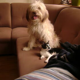 Dit is mijn hond Bailey uit spanje met zijn beste maatje onze…