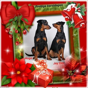 Hondenfoto van Veronique, Hugo, Jay-Dee & Mandy