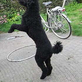 Hondenfoto van Mirjam en Curly Koda 