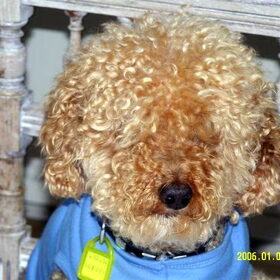 Willem