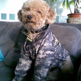 stoere willem