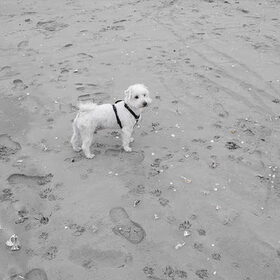 Balou op het strand