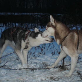 zena en aiko