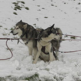 Hondenfoto van Shamilla & Zena