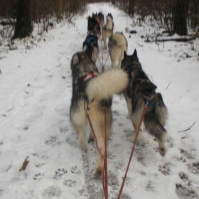 Hondenfoto van Shamilla & Zena