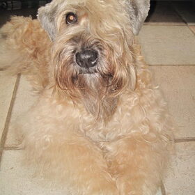 Dit is Cheyenne