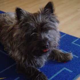 Onze eerste Cairn Joost