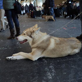 Wolfhond, pontificaal in het midden van het pad