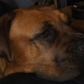 Hondenfoto van Anoes en Angel