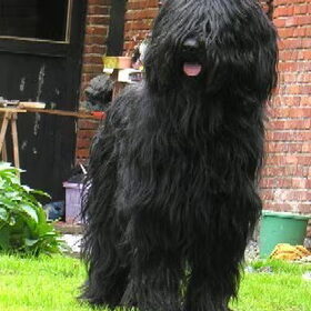 Onze Bandit heeft echt zijn naam niet gestolen, soms is hij echt…