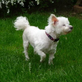 Rip Pompon 4/10/2010