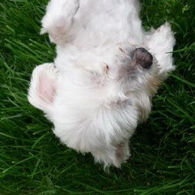 Rip Pompon 4/10/2010