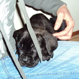 bij baasje op schoot