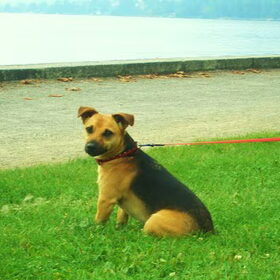 Dit is max mijn Jackrussell BlackenTan*Terriër! bij het meer van…