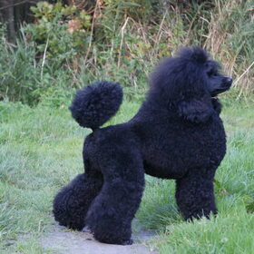 Lux Jk, Duits Jk, Import Rusland, Lenholl Amargon