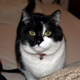 mijn kater Kenzo, the big chief in huis.