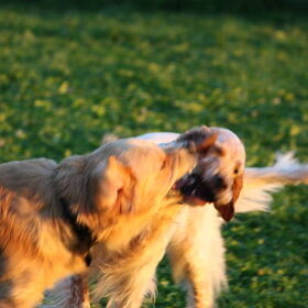 Hondenfoto van Domi & Mylo
