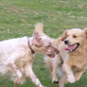 Hondenfoto van Domi & Mylo
