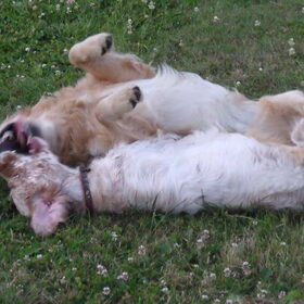 Hondenfoto van Domi & Mylo