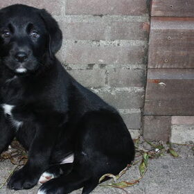 Ras;BOULAB-kruising moeder blonde labrador x vader bernen sennen.