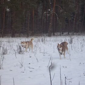 Noa & Lex in het bos
