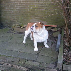 Hondenfoto van hondengek , reny