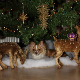 Gezellig bij de kerstboom