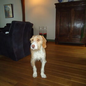 Boas de 1e dag bij ons! 02-12-2010