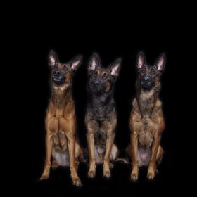 Hondenfoto van De Mecheltjes clan
