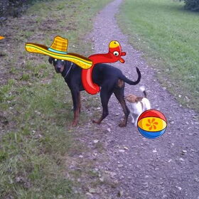 Hondenfoto van Eef en Tjibbe