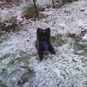 Pico in de sneeuw