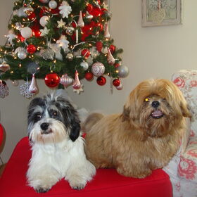 Keiko's eerste kerst en Woezels 2e Kerst 2010