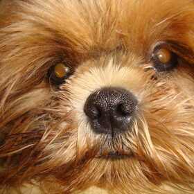 Keiko close up