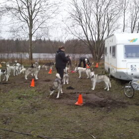 bella met de hondjes bezig :)