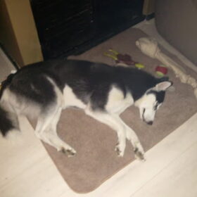 hier is laika na een dagje kijken in kuinderbos me meisje slaap…