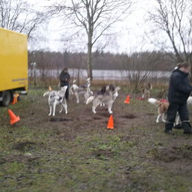 mooie husky's met bella weer bezig met de hodnje's :P