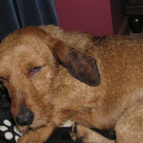 Heel lief slapen